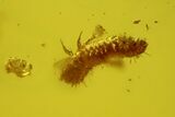 Two Fossil Beetle Larvae And a Fly in Baltic Amber #159766-3
